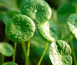 Centella Asiática