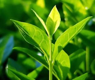 Chá Verde